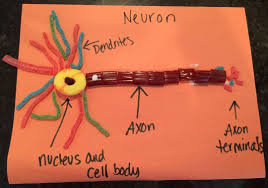 Introduction To Candy Neuron This Candy Neuron Project Is A Really Great Hands On Way To Help Kids Understand How Neuron Model Neurons Nervous System Projects
