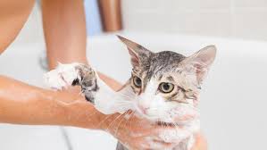 Membasmi kutu kucing yang ada di rumah cara menghilangkan kutu pada anak kucing umur 1 bulan obat kutu kucing umur 2 bulan. 11 Cara Menghilangkan Telur Kutu Pada Kucing Secara Alami Praktis Dan Efektif Hot Liputan6 Com