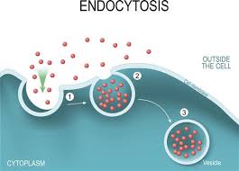 The functioning of a healthy cell is dependent on the proper targeting of newly synthesized lysosomal proteins. Lysosome Structure Biology Wise