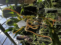 Image result for Angraecum calceolus