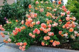 Bunga ros dikenal juga dengan nama bunga mawar yang merupakan salah satu jenis tanaman semak dari genus rosa. Mawar David Austin Penanaman Dan Penjagaan Foto