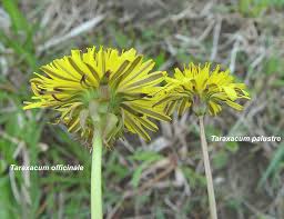 Image result for Taraxacum
