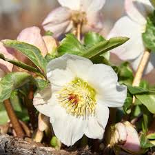 Image result for Summerhayesia