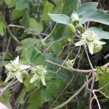 Image result for Passiflora suberosa