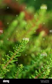 Image result for Erica microdonta