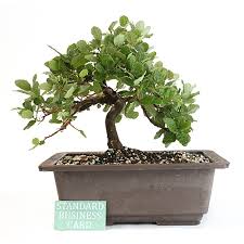 He also goes over general care information for an oak bonsai including watering, pruning, and fertilizer tips. Upright Oak Bonsai Tree