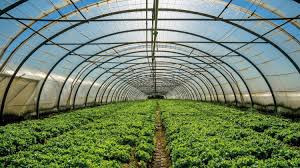Finally, a greenhouse that grows its own power supply - Khalifa University