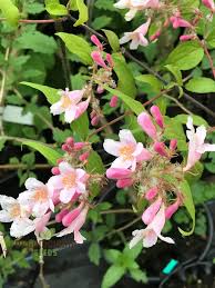 Image result for Kolkwitzia amabilis