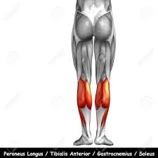The deep muscles that impact leg movement are generally smaller that those that are directly involved in flexing the knee. Conceptual 3d Human Back Lower Leg Muscle Anatomy Isolated On Stock Photo Picture And Royalty Free Image Image 67572339