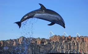 Teams の中で簡単にファイルを見つけて共有し、word、powerpoint、excel などの使い慣れたアプリでの編集をリアルタイムで行うことができます。 teams に加えて microsoft 365 アプリ、ファイル ストレージと共有、メールなどを利用できます。 無料でサインアップ. ã‚¤ãƒ«ã‚«ã®å†™çœŸç´ æ å†™çœŸç´ æãªã‚‰ å†™çœŸac ç„¡æ–™ ãƒ•ãƒªãƒ¼ ãƒ€ã‚¦ãƒ³ãƒ­ãƒ¼ãƒ‰ok