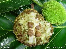 Image result for Artocarpus