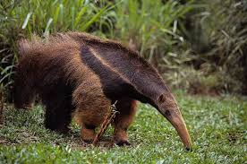 Amazon Rainforest Animals Brazil Travel Beaches Giant Anteater Fun Facts About Animals Animal Facts