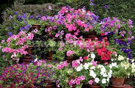We did not find results for: Flowers That Start With Letter P Photos Care Guide