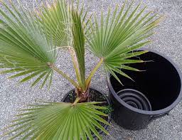 Washingtonia robusta plantada no jardim botânico do condado de. Palm Washingtonia Evde Bakim Flowers Tr Designluxpro Com