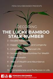Deciphering Meaning Of Lucky Bamboo Stalks Numbers How To Feng Shui Your Home Lucky Bamboo Feng Shui And Money