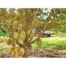 100%(1)100% found this document useful (1 vote). Jual Bibit Durian Montong Kaki 1 Terbaru Juli 2021 Blibli