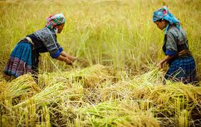 Cara menanam padi yang telah terbukti menghasilkan 12ton/ha, cara ini sudah kami terapkan pada sukses membudidayakan padi sekaligus bebas serangan hama wereng? Myrokan October 2015