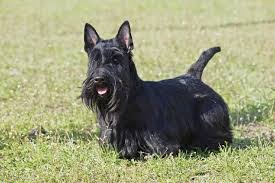 Maybe you would like to learn more about one of these? 10 Black Dog Breeds With Pictures Small Big Dogs Pet Keen