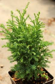 Image result for Chamaecrista plumosa