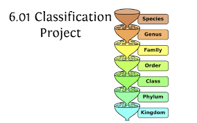 6 01 Classification Project By Patrick Truelove On Prezi