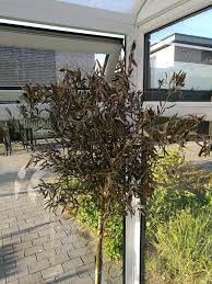 We did not find results for: My Olive Tree S Leaves Have Dried Out But Bottom Of Trunk Is Sprouting What Should I Do Gardening Landscaping Stack Exchange