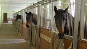 We did not find results for: Horses In Stable Interior Stock Footage Video 100 Royalty Free 11316287 Shutterstock