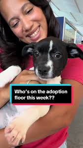 With any luck (and your help), they may find homes before the weekend  #adopt #foster #shelterdogs #shelterdog #shelterpetsoftiktok #carnival  @Alex Robinson