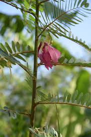 Image result for Sesbania pachycarpa