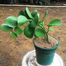 Image result for Cissus rotundifolia