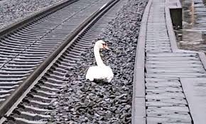 Accidental swan when dipping corn dog in mayo and bbq sauce. Swan Song German Firefighters Remove Mourning Bird Blocking Railway Line Germany The Guardian