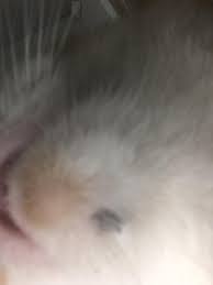 To be perfectly honest with you i think the lumps needs to be examined properly by a vet. I Have Just Found A Black Lump Under My Cats Chin He Is Nearly 12 It Doesn T Seem To Be Bothering Him Though He Wasn T Too Happy When Petcoach