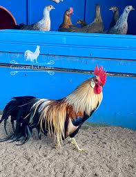 Gallos De La Cilampa Home Facebook