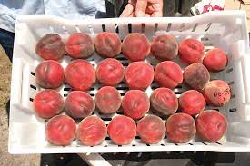 A freestone variety from florida, the rio grande peach has a fine texture with yellow flesh and is perfect for eating fresh right out of your hand. Peaches In Florida Good Fruit Grower