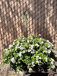 Image result for Bacopa