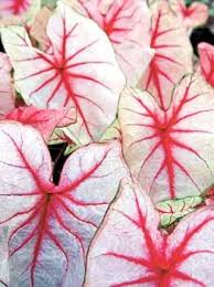 Caladium Tulipas Roxas Jardinagem Em Vasos Plantas De Folhagem