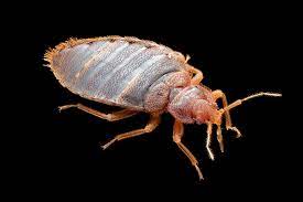 Tenants are also responsible for pest prevention by ensuring food is. Are Toronto Landlords Responsible For Dealing With Bed Bugs Highgate