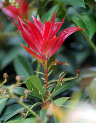 Image result for Pieris formosa