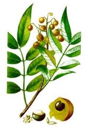 Image result for Sapindus