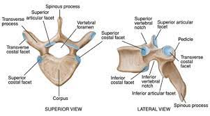 Want to learn more about it? Diagram Of Thoracic Vertebrae Thoracic Vertebrae Diagram With Label Human Anatomy Thoracic Vertebrae Human Anatomy And Physiology Anatomy Bones