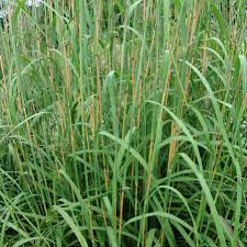 Image result for Andropogon lima