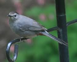 Grey Birds That Look Like Cardinals Gray Catbird This Bird Will Eat Suet Drink From The Oriole Feeder And Eat Grape Jelly Garden Stories Com Backyard Birds Catbird Heated Bird Bath