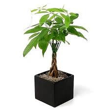 See more of silk plants canada on facebook. Money Tree Plant Karen S Flower Shop