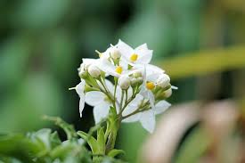 This beautiful plant has a heavenly scent. 7 Fragrant Plants To Perfume Your Home Naturally