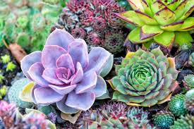 Wonder if anyone else uses espom salts for fertilizer and i have a good amount of experience using epsom salts in container gardening. 11 Best Succulents For Your Home Tips To Help Them Thrive