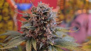 Afacerea care promovează legalizarea marijuanei în românia. Astea Sunt UrmÄtoarele ÈÄri Care Vor Legaliza Cel Mai Probabil Iarba