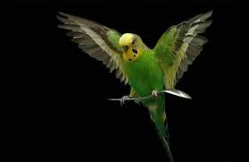 Amazing Nature Shots Budgies Parakeet Budgie Parakeet