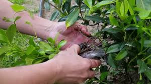 Yes, you can root jasmine in water, even if it's not the best method for propagation. Do Star Jasmine Cuttings Root In Water ç»œçŸ³è—¤ é£Žè½¦èŒ‰èŽ‰å¯ä»¥æ°´åŸ¹ç¹æ®–å— Youtube