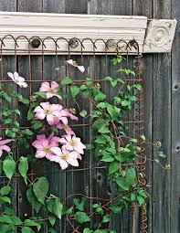 Its fragrant, yellow blooms open in. 7 Ideas For Vine Supports To Take Your Garden To The Next Level Decor Report