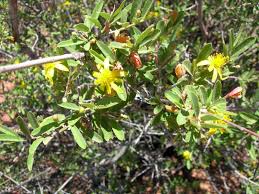 Image result for Grewia falcistipula