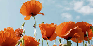 Obituary Elizabeth Gilford Byrn Funeral Home